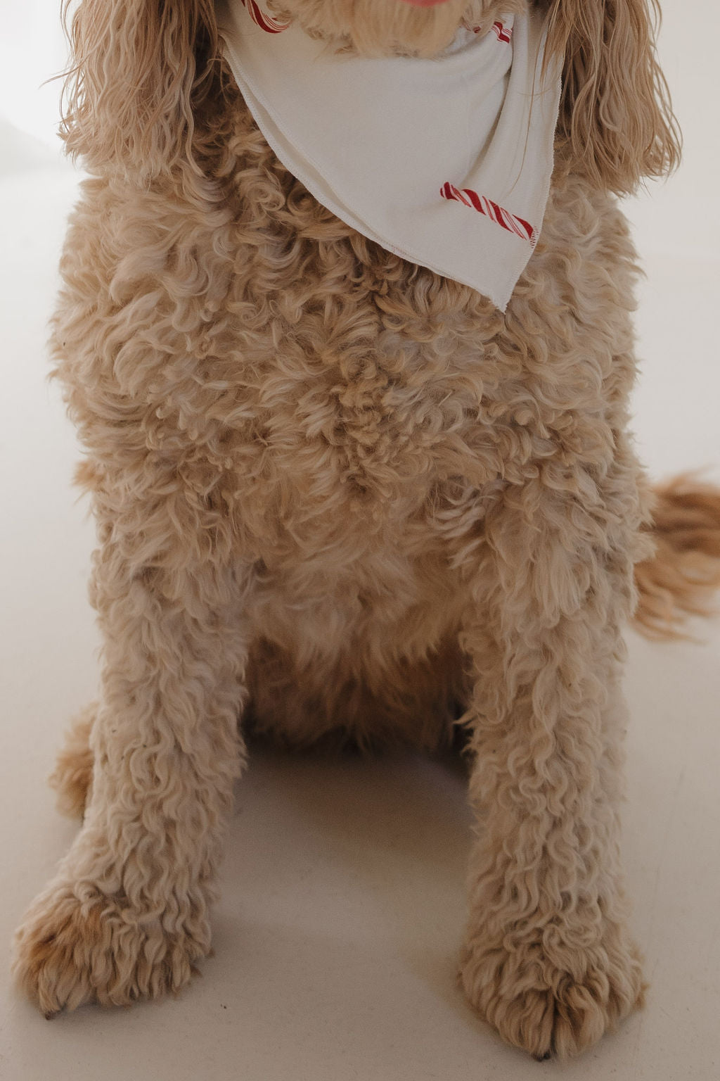 Bamboo Bandana | Candy Cane